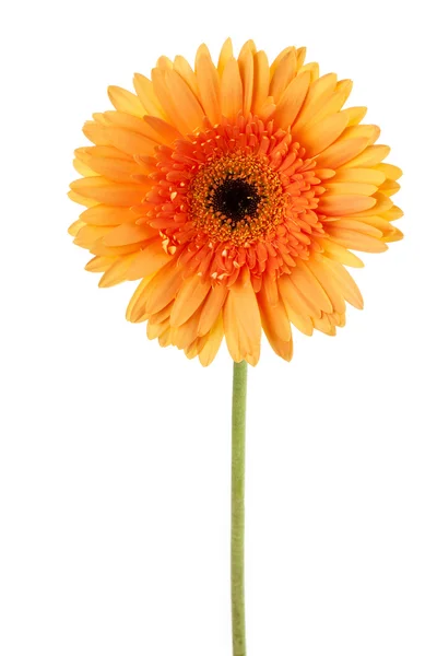 Orange daisy — Stockfoto