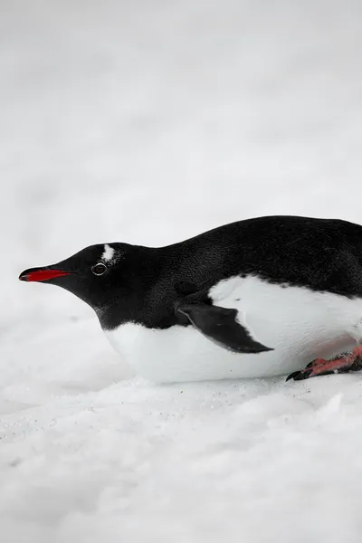 939 immagine di un pinguino gentoo — Foto Stock