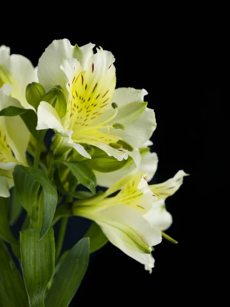 958 Stargazer giallo — Foto Stock