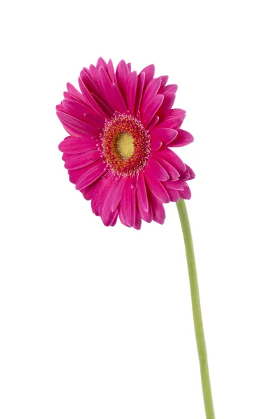 960 roze daisy flower — Stockfoto