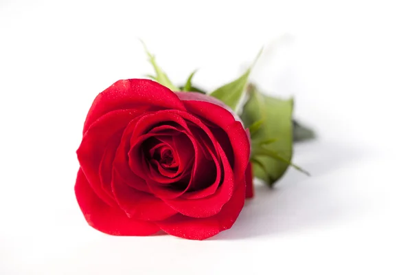 960 czerwona róża, leżącego na biały — Zdjęcie stockowe