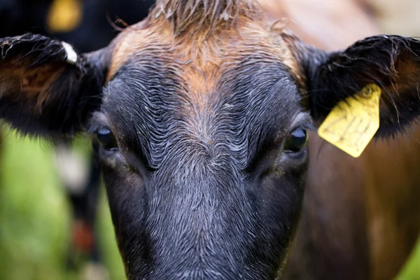 962 vaca com etiqueta numérica na orelha — Fotografia de Stock