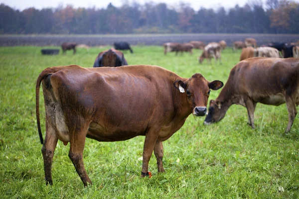 969 vee op veld — Stockfoto