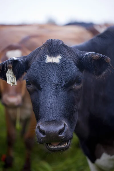 980 vaca com etiqueta numérica na orelha — Fotografia de Stock