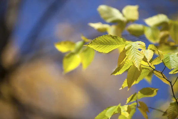 Obrázek podzimní listí — Stock fotografie