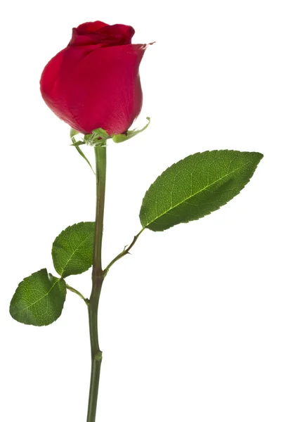 Ένα ανθίζοντας τριαντάφυλλο μπουμπούκι — Φωτογραφία Αρχείου