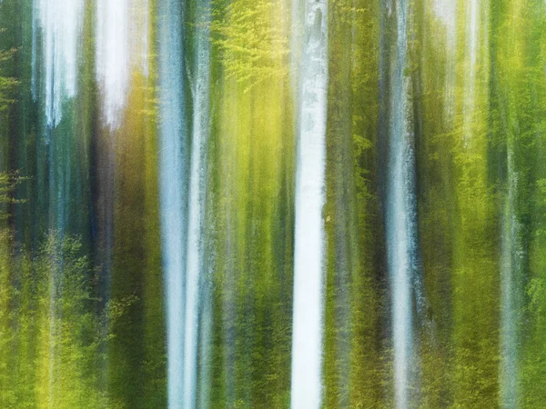 Uma visão desfocada e abstrata de troncos de árvores em uma floresta — Fotografia de Stock