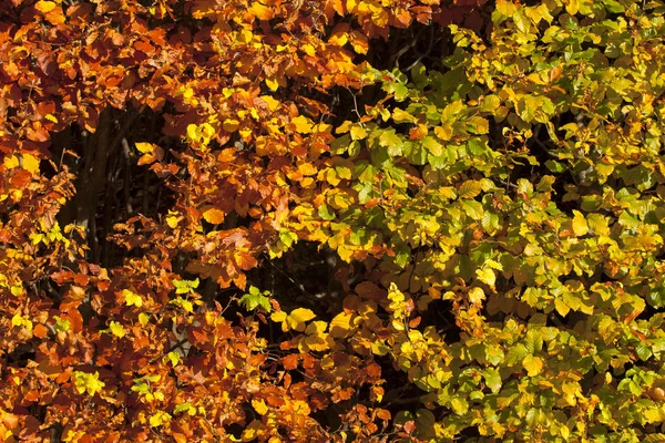 164 autumn leaves — Stock Photo, Image