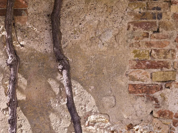 229 antico muro in pietra toscana con vecchie vigne — Foto Stock