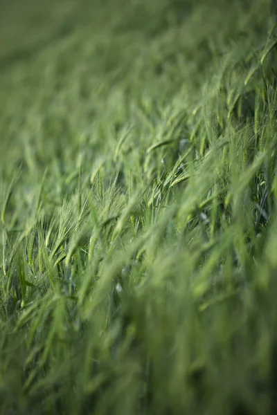 237 obraz pšeničné pole — Stock fotografie
