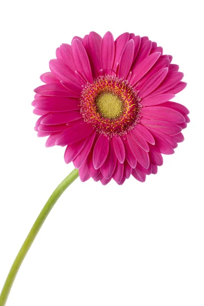 248 pink daisy flower — Stock Photo, Image