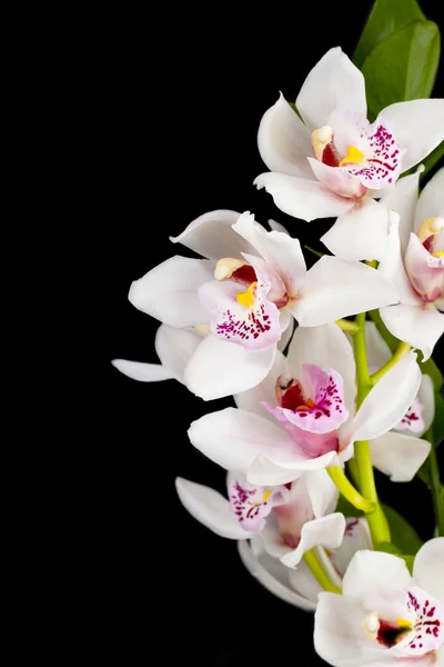 260 cropped image of pink flowers — Stock Photo, Image