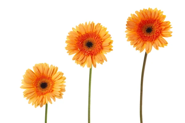 284 tre daisy blommor — Stockfoto