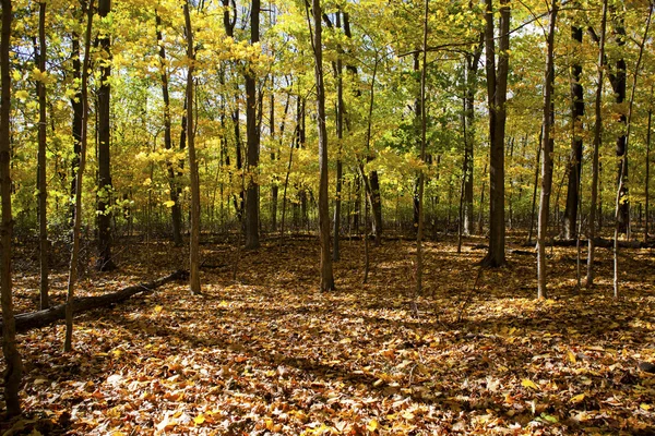 286 immagine di alberi di autunno — Foto Stock