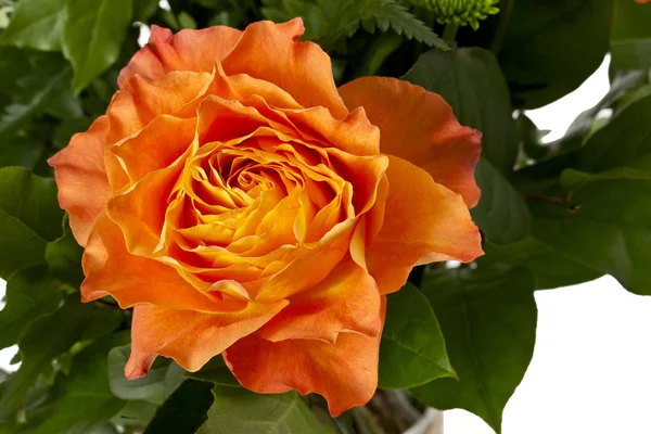 303 pomarańczowy rose — Zdjęcie stockowe