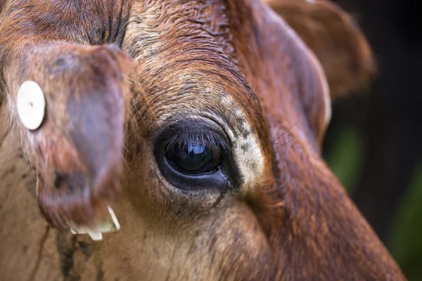 Immagine di una mucca — Foto Stock