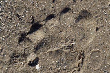 ayak izi kum