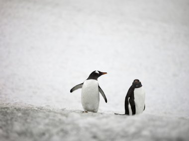 563 iki gentoo penguenleri