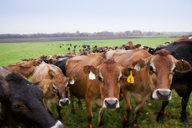 592 herd of cows clipart