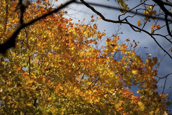 Вид на осіннє листя — стокове фото