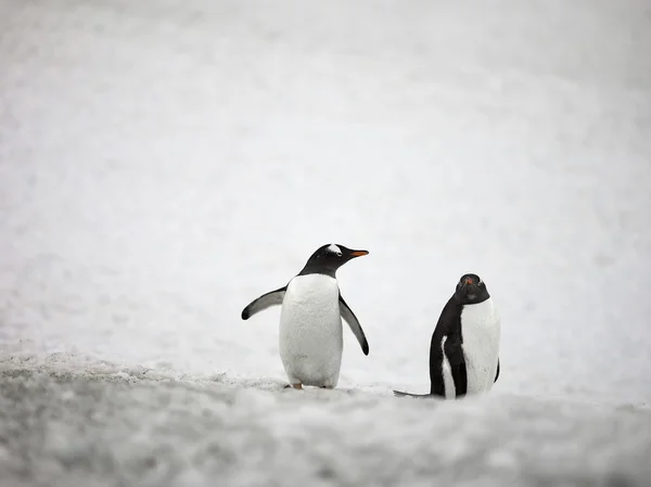 563 iki gentoo penguenleri — Stok fotoğraf