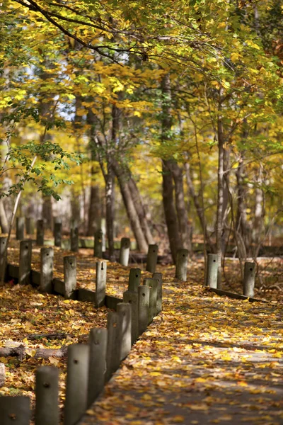 607 poste de madera y hojas de otoño — Foto de Stock