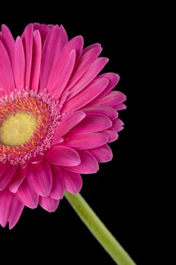 pembe daisy kırpılmış görüntü