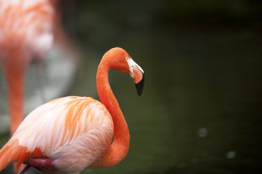 Flamingo portre