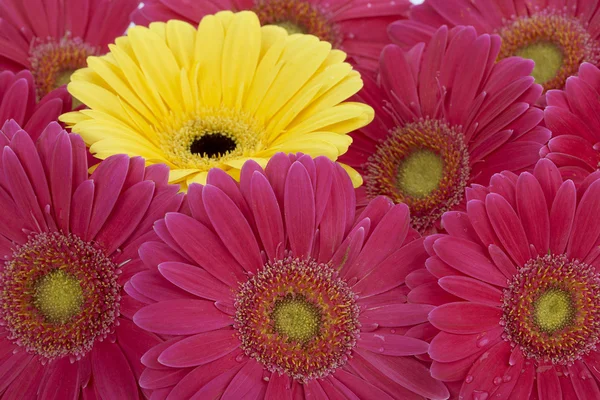 Yellow flower surrounded with pink flowers — Stock Photo, Image