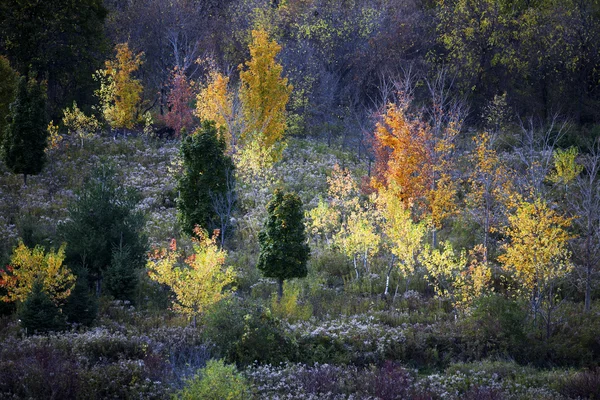 Herfst bomen — Stockfoto