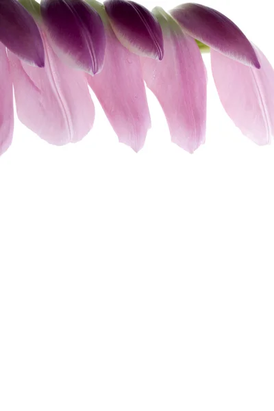 Pink tulip petals — Stock Photo, Image