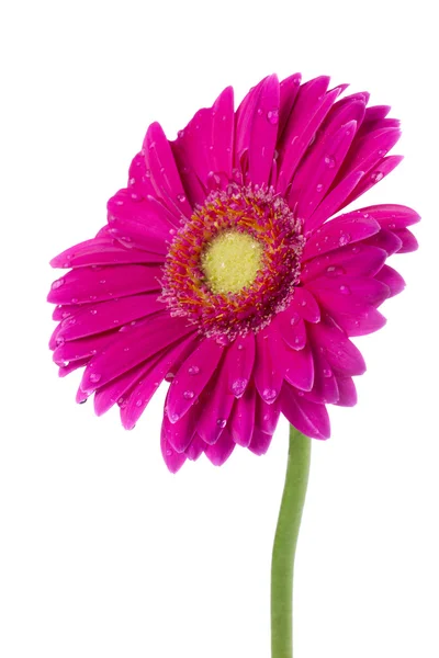 Pink daisy — Stock Photo, Image