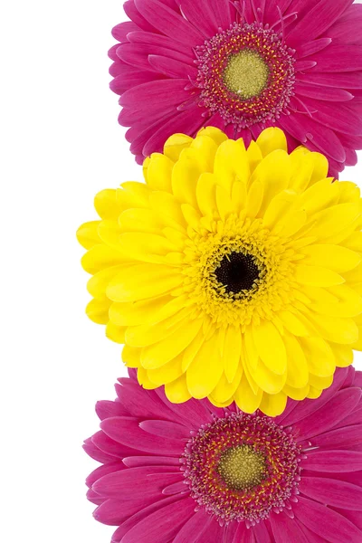 891 pink and yellow daisies — Stock Photo, Image