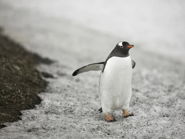 892 gentoo pengueni — Stok fotoğraf