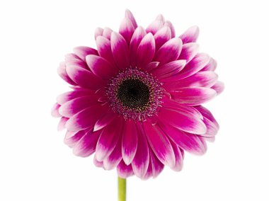960 pink chrysanthemum clipart