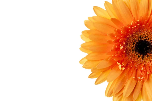 910 beskuren bild av en gul blomma — Stockfoto
