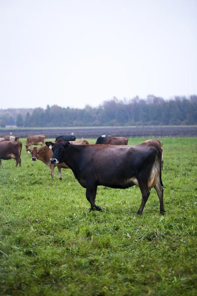 930 bovinos en el campo —  Fotos de Stock