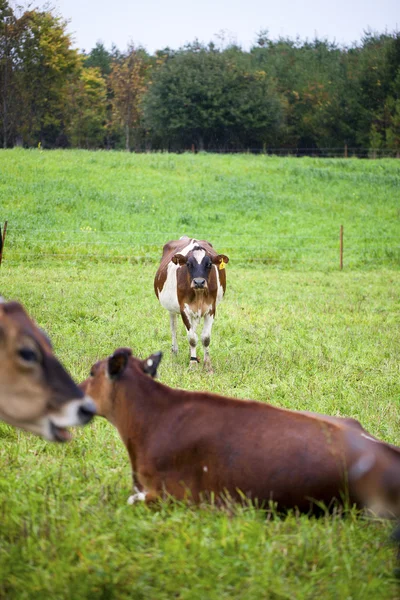 935 cows at field — Stock Photo, Image