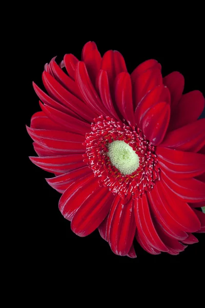951 red daisy flower — Stock Photo, Image