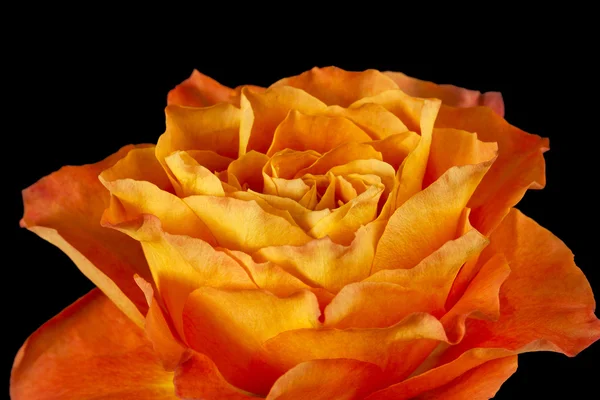 957 cropped image of a orange rose — Stock Photo, Image