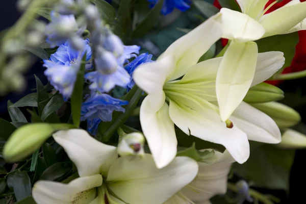 962 close up tiro de flores — Fotografia de Stock