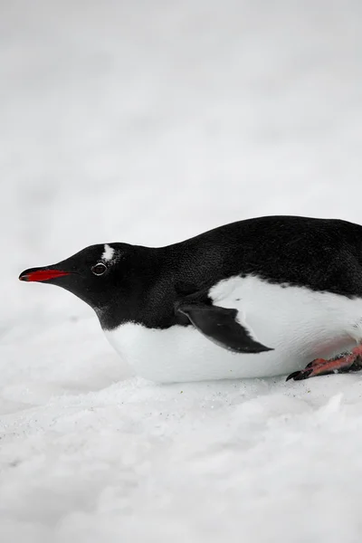 939 image of a gentoo penguin Stock Picture