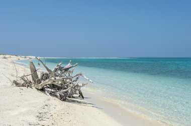 bir avuç deniz sahilinde driftwoods