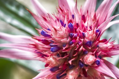 aechmea fasciata