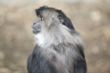 Afrika makak dönüm başına