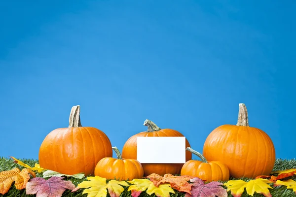 Een groep van verse pumpkins — Stockfoto