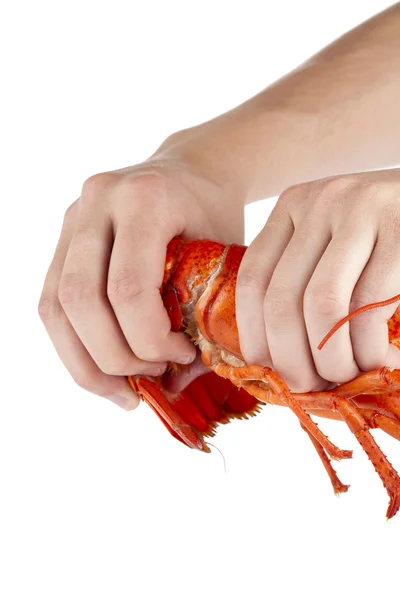 A hand breaking lobster — Stock Photo, Image