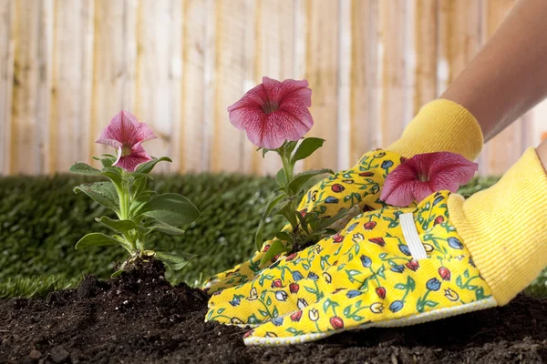 Eine Hand, die blühende Pflanzen pflanzt — Stockfoto