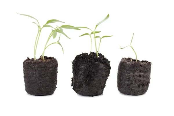 Una maceta con plantas en crecimiento — Foto de Stock