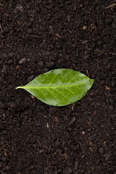 Un suelo con hoja verde — Foto de Stock